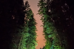 An overcast night on the Avenue of the Giants
