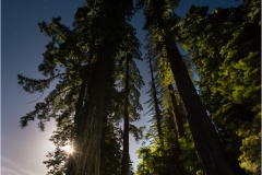 Full moon behind Redwood guardians on the Avenue of the Giants