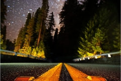Ground level on the Avenue of the Giants, Humboldt County, California.