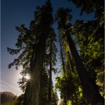 The full moon rises behind towering redwoods on the Avenue of the Giants in the Eel River valley.