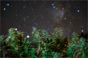 Stars glitter behind lush cannabis buds. Humboldt County, California