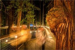 People on the Redwood Skywalk with giant redwood burl
