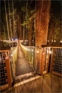 A swinging bridge on the Redwood Skywalk