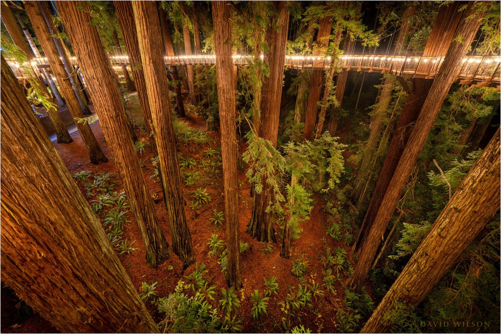 Night view looking down from the Redwood Skywalk